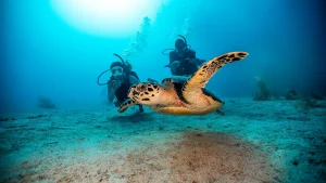 scuba diving in trincomalee