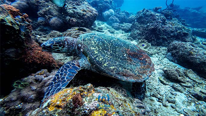 Scuba Diving in Trincomalee