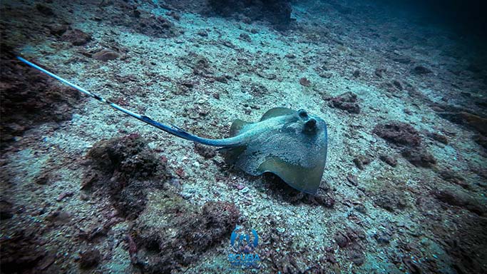 Diving in Trincomalee